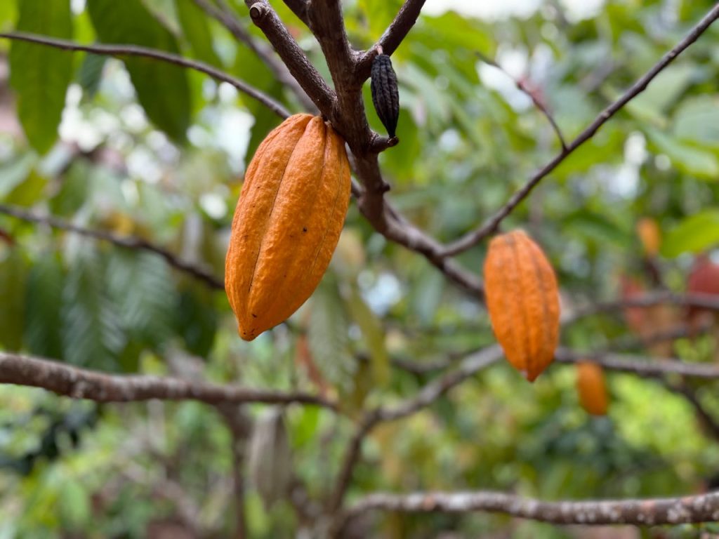 close-up-of-exotic-fruit-16392525
