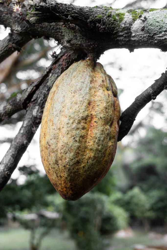 close-up-of-fruit-on-tree-3635147