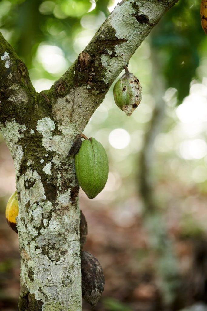 close-up-of-fruit-tree-trunk-with-fungus-on-the-bark-14436464