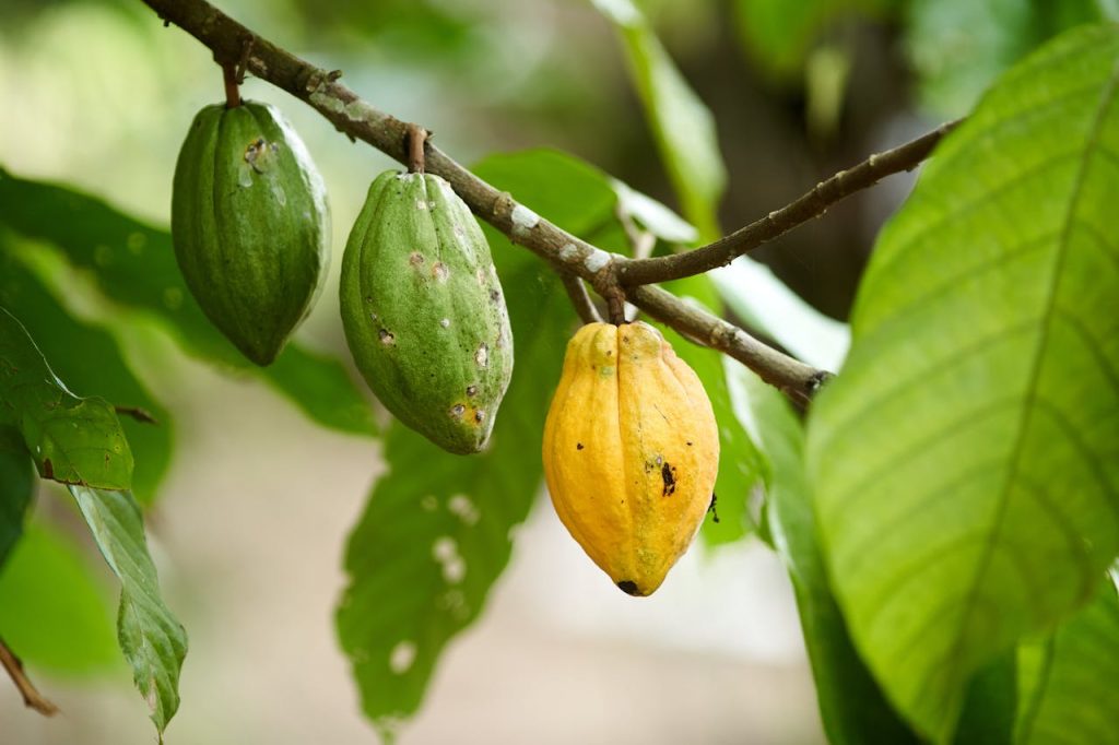 close-up-photo-of-cacao-on-tree-14436362