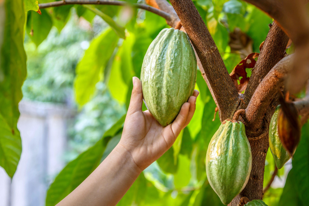 cocoa-tree-101-1